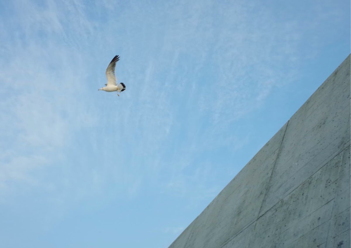 空と鳥